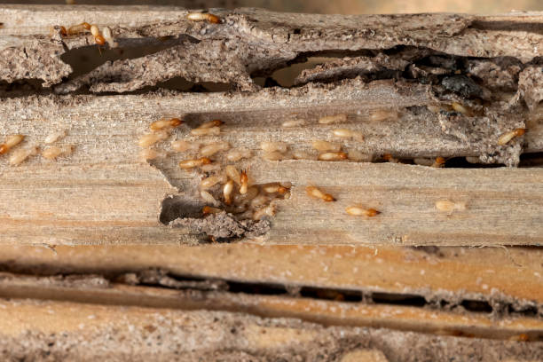 Best Pest Control for Restaurants  in Plymouth, IN